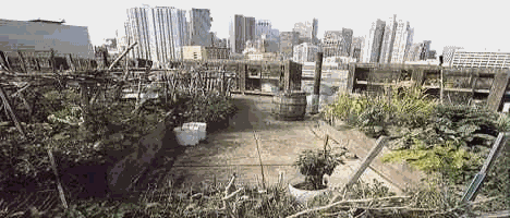 New Yord Gardening - Garden on the roof of a building.